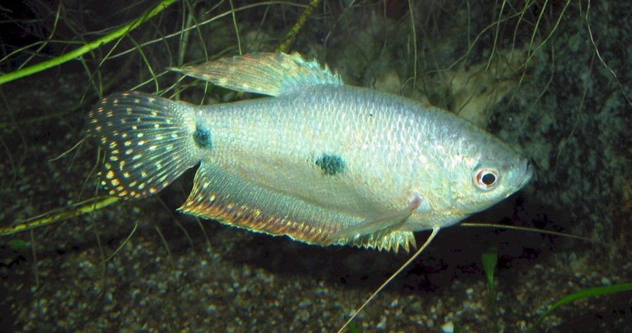 Trichogaster Trichopterus