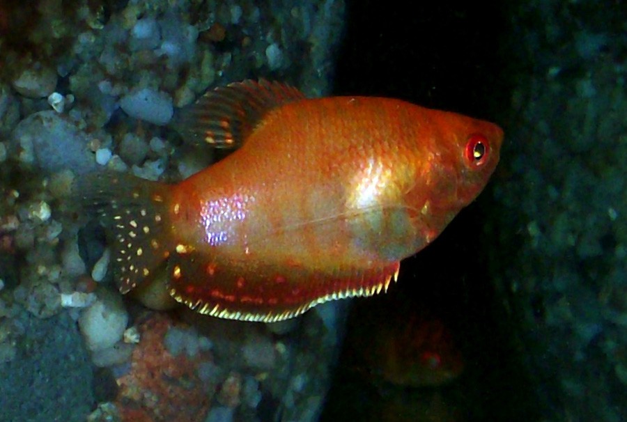 Trichogaster Trichopterus 3
