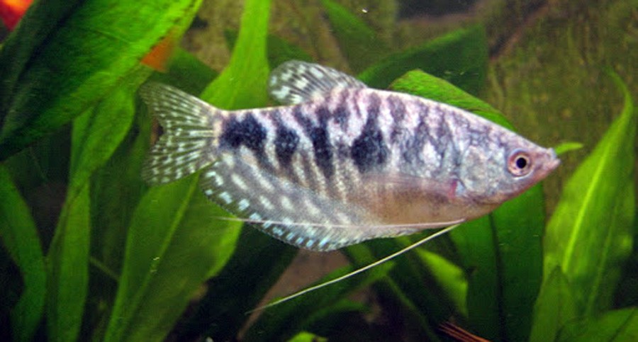 Trichogaster Trichopterus 6