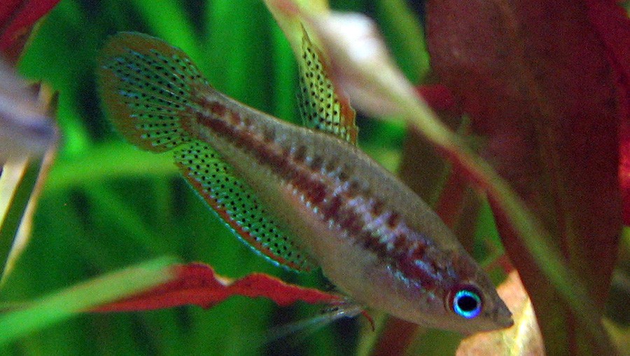 Gurami Enano