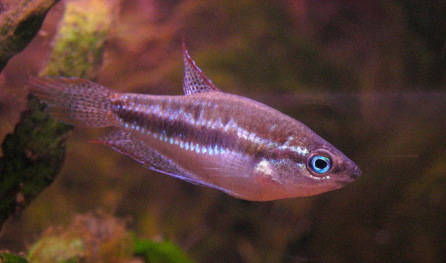 Trichopsis Pumila 2