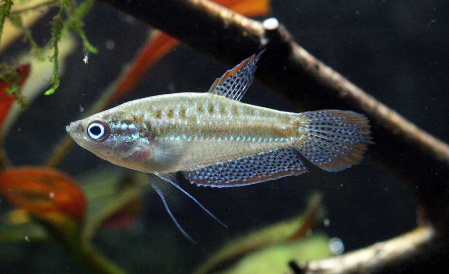 Trichopsis Pumila 3
