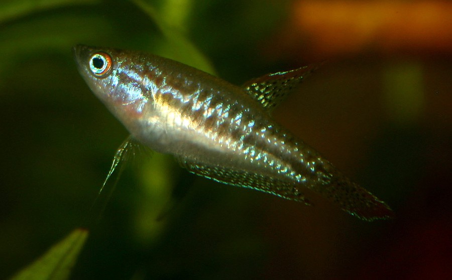 Trichopsis Pumila 4
