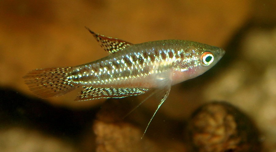 Trichopsis Pumila 5