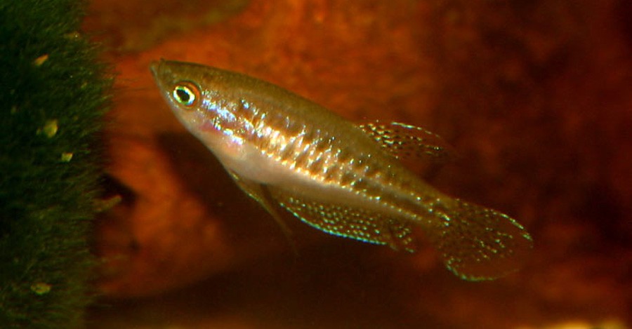 Trichopsis Pumila 6