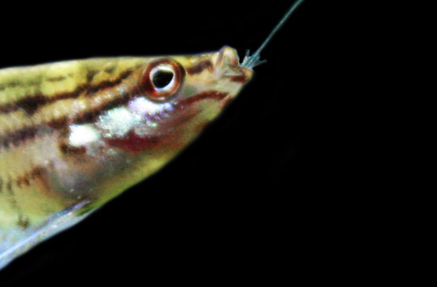 Trichopsis Vittata 2