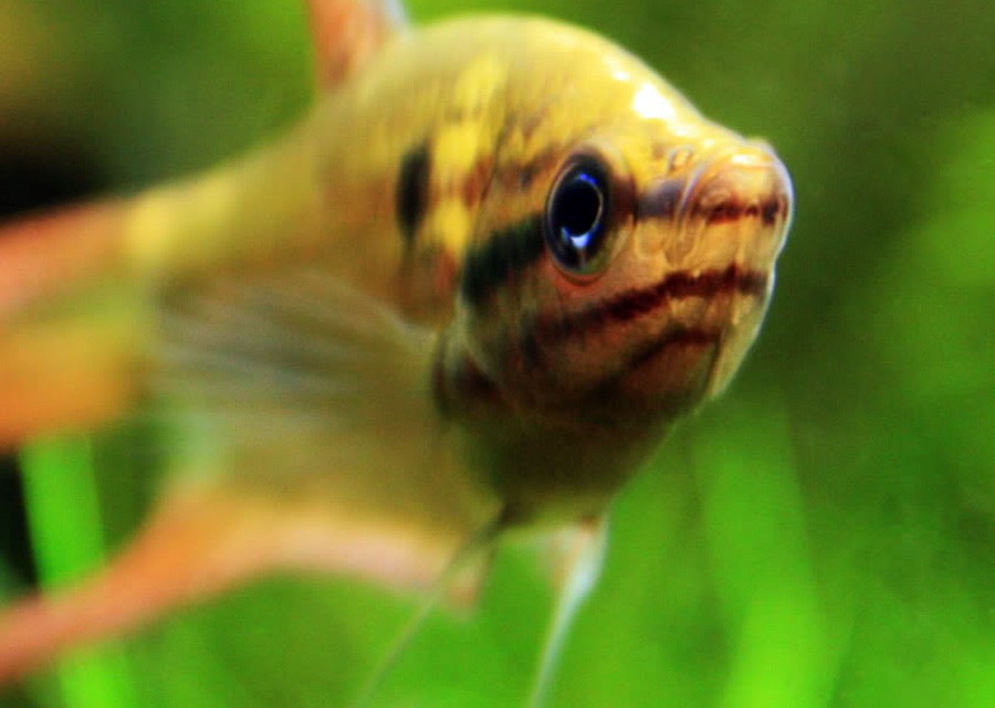 Trichopsis Vittata 3