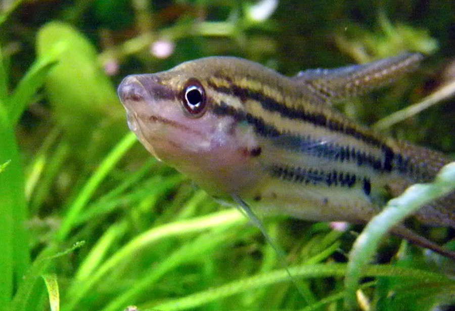 Trichopsis Vittata 4