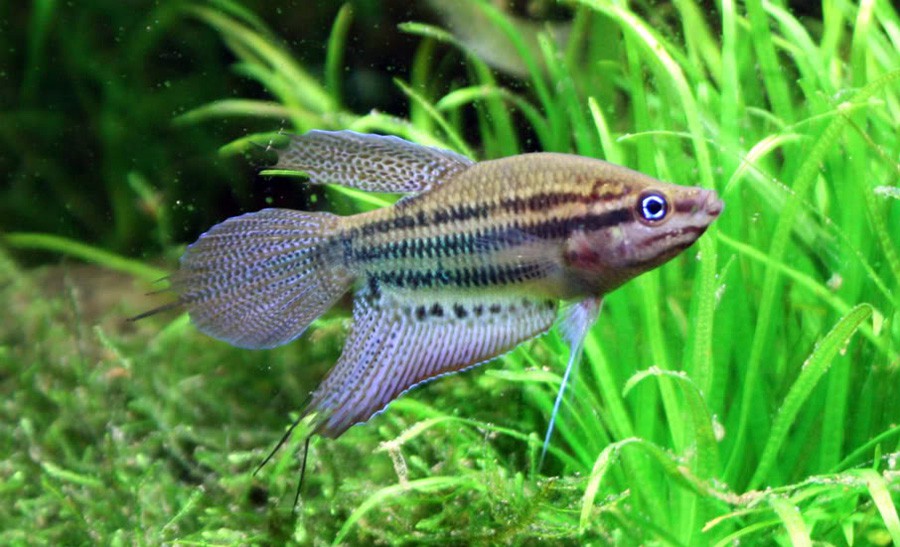 Trichopsis Vittata 5