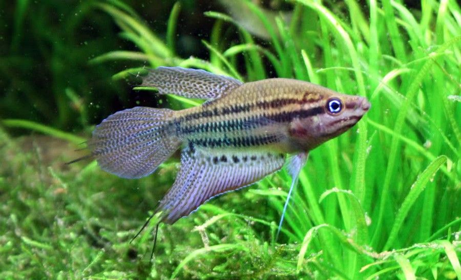 Trichopsis Vittata 5