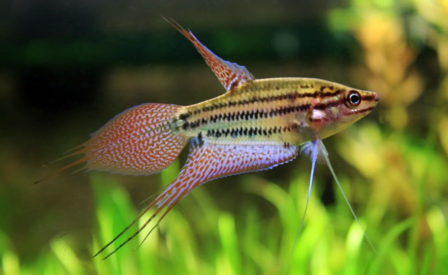 Trichopsis Vittata 6