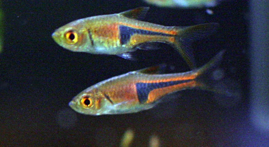 Espei