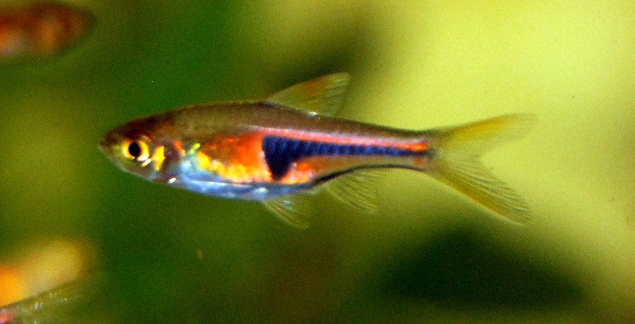 Trigonostigma Espei 2