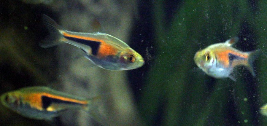 Trigonostigma Espei 4