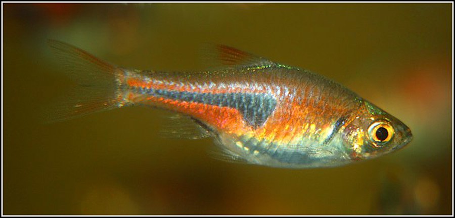 Trigonostigma Espei 6