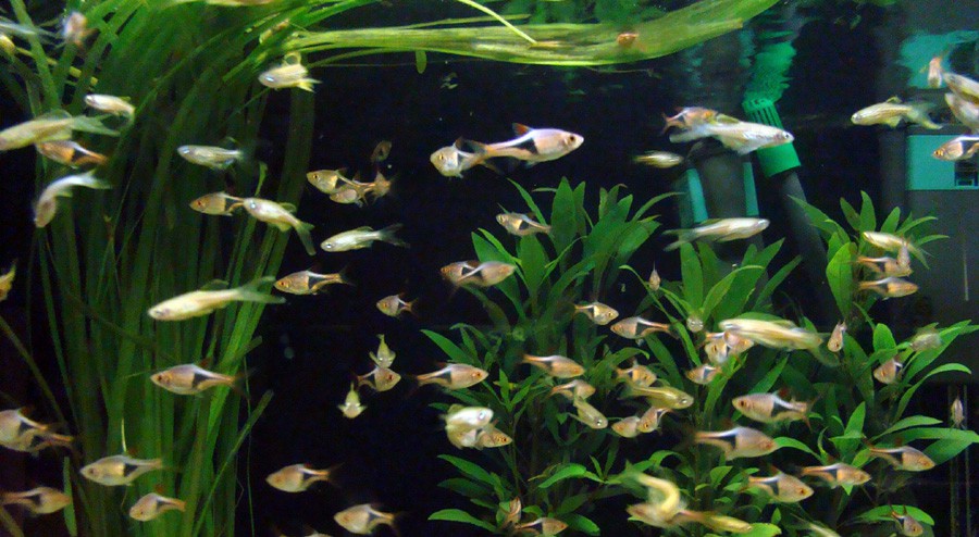 Trigonostigma Heteromorpha 2
