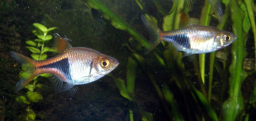 Trigonostigma Heteromorpha 3