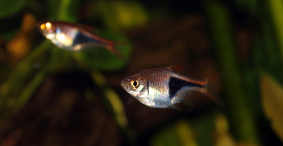 Trigonostigma Heteromorpha 4