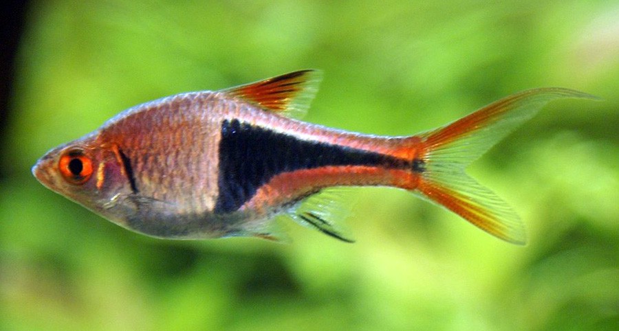 Trigonostigma Heteromorpha 5