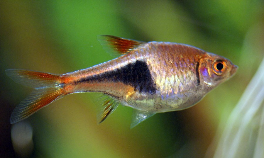 Trigonostigma Heteromorpha 6