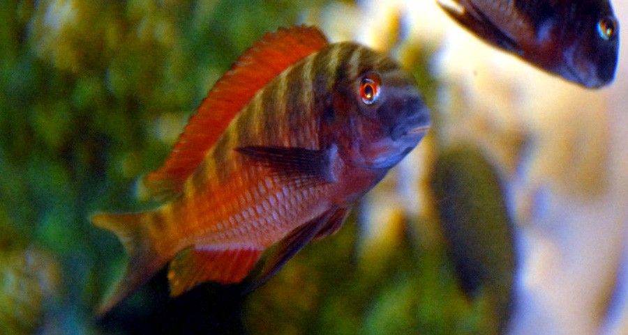 Tropheus Moorii