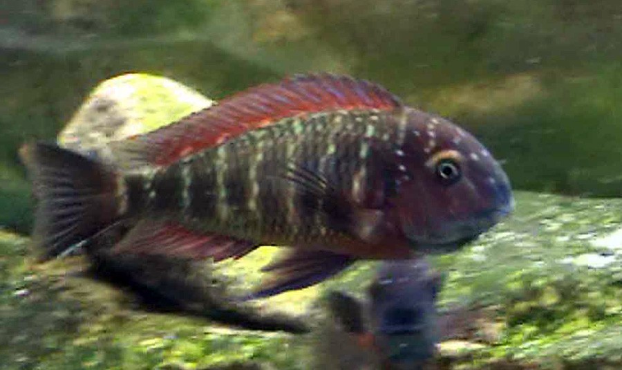 Tropheus Moorii 2