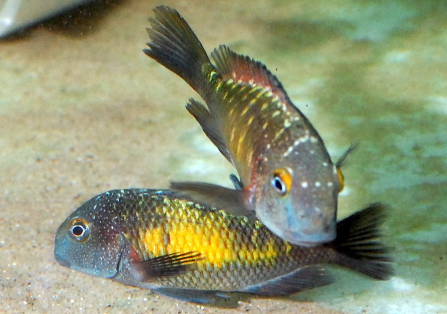 Tropheus Moorii 3