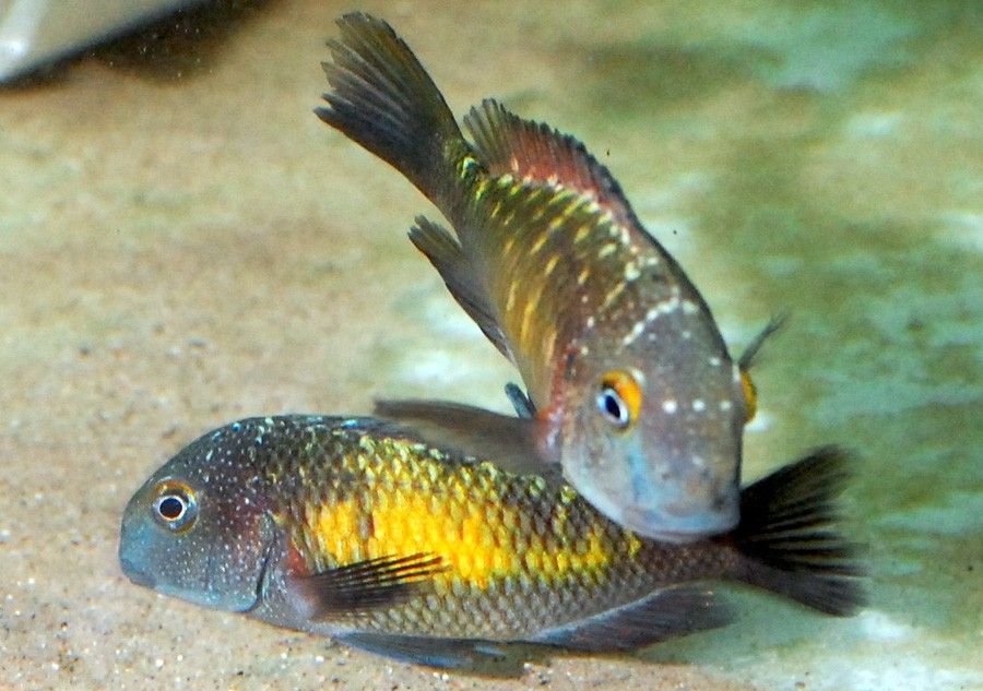 Tropheus Moorii 3