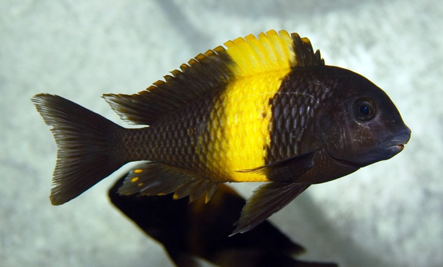 Tropheus Moorii 4