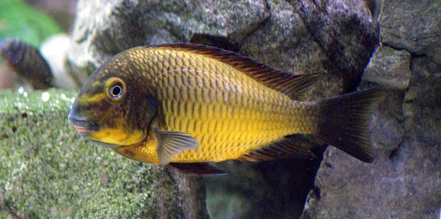 Tropheus Moorii 5