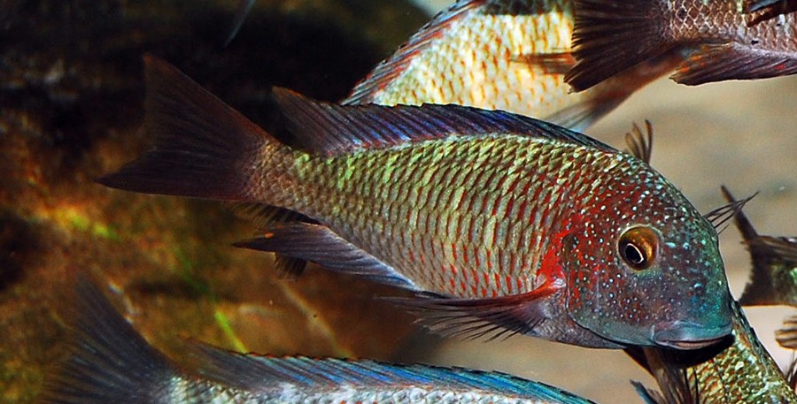 Tropheus Moorii 6