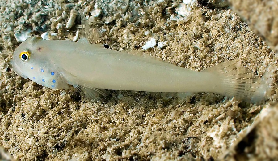 Valenciennea Sexguttata 2
