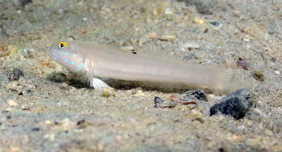 Valenciennea Sexguttata 3