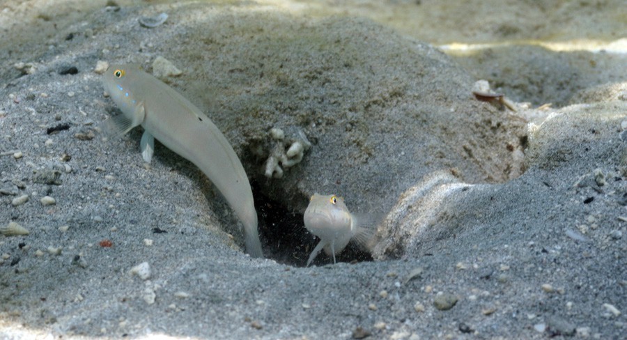 Valenciennea Sexguttata 4