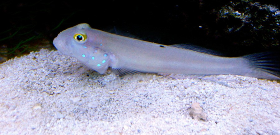 Valenciennea Sexguttata 5
