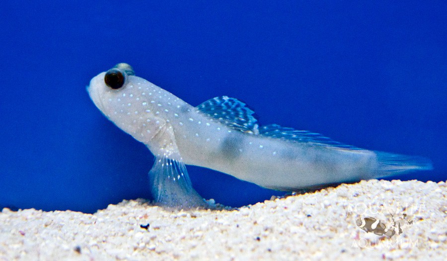 Valenciennea Sexguttata 6