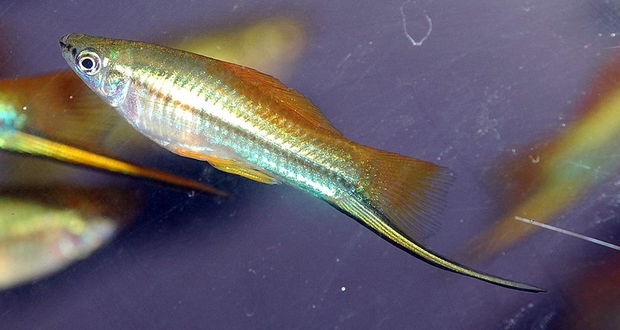 Xiphophorus Helleri 2