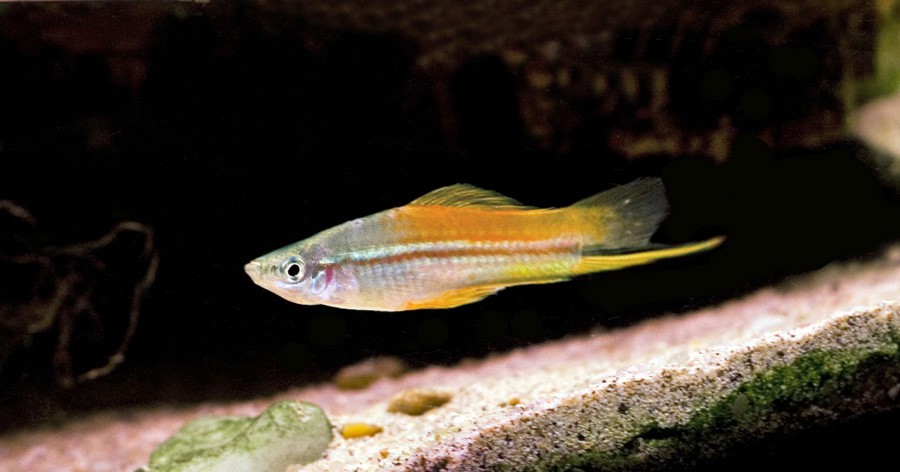 Xiphophorus Helleri 3
