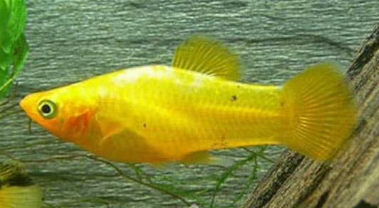 Xiphophorus Helleri 4