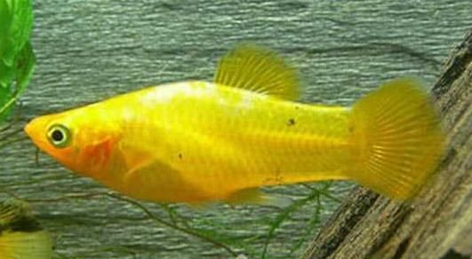 Xiphophorus Helleri 4