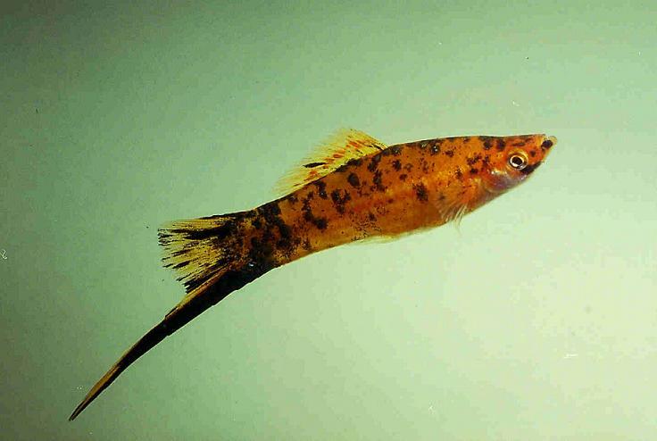Xiphophorus Helleri 5