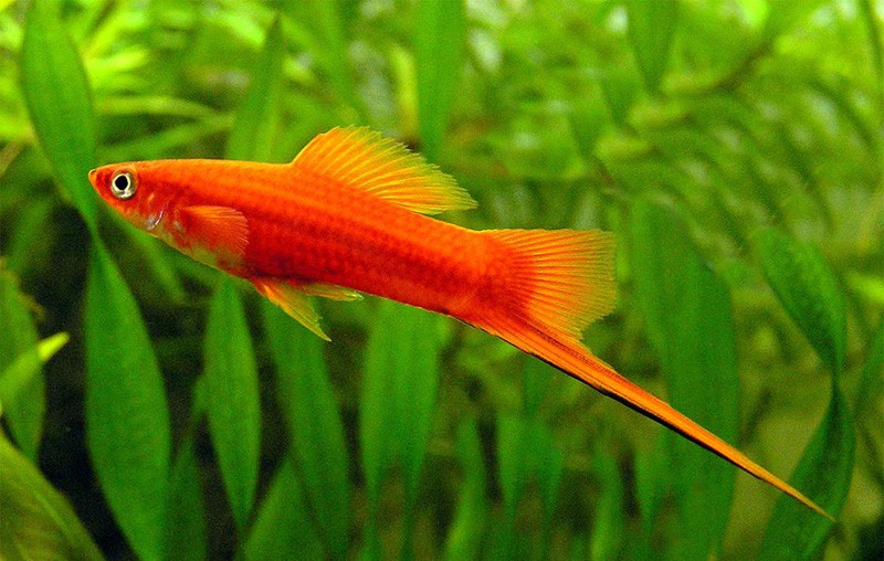 Xiphophorus Helleri 6