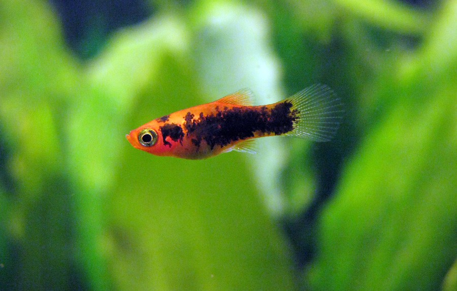 Platy