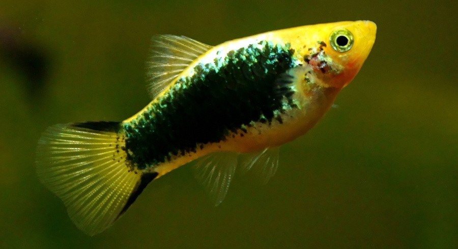 Xiphophorus Maculatus 2