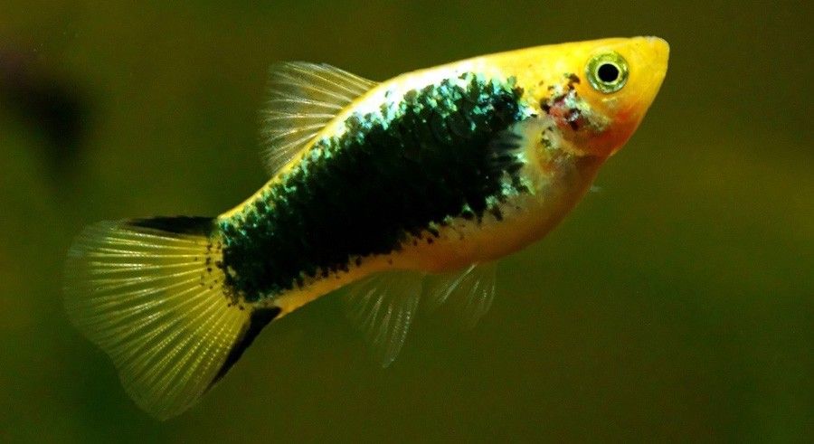 Xiphophorus Maculatus 2