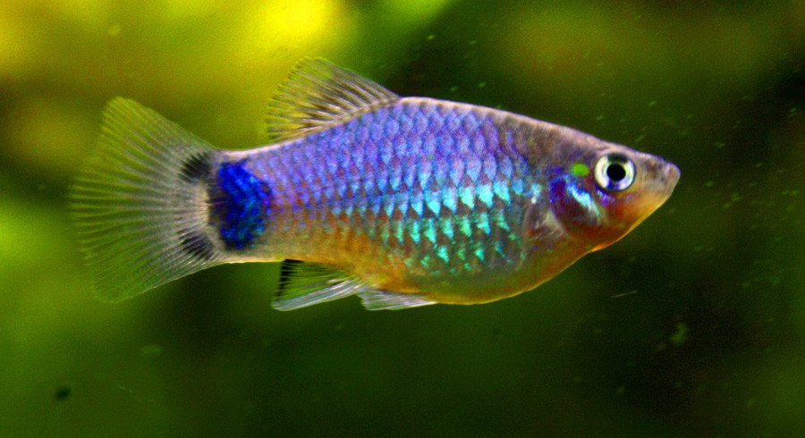 Xiphophorus Maculatus 3