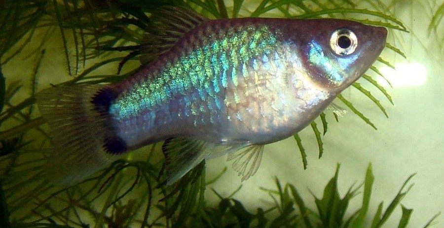 Xiphophorus Maculatus 4