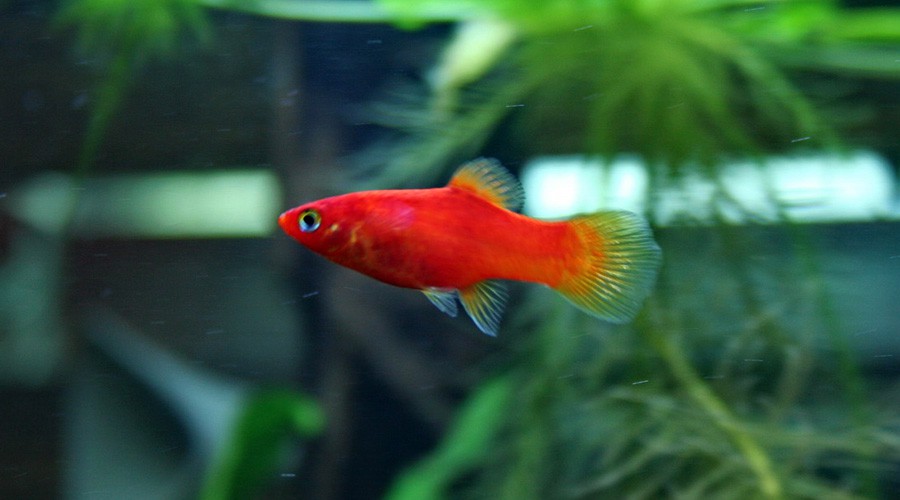 Xiphophorus Maculatus 5