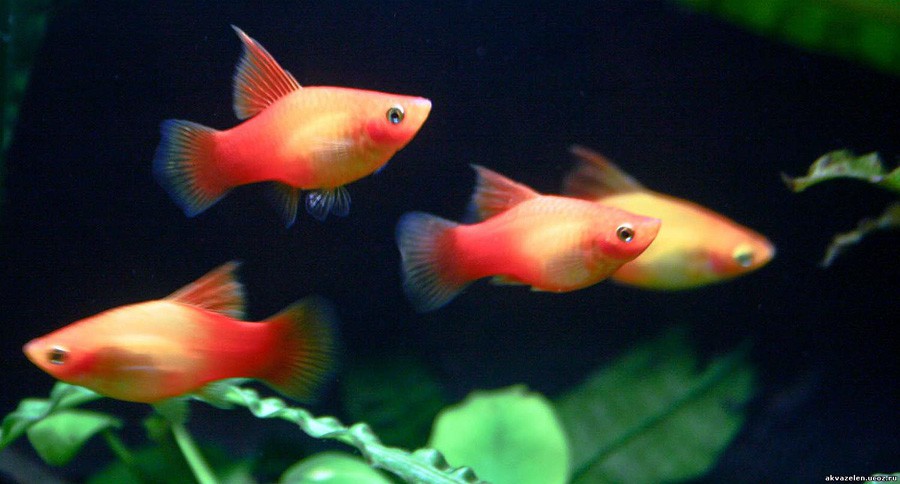 Xiphophorus Maculatus 6
