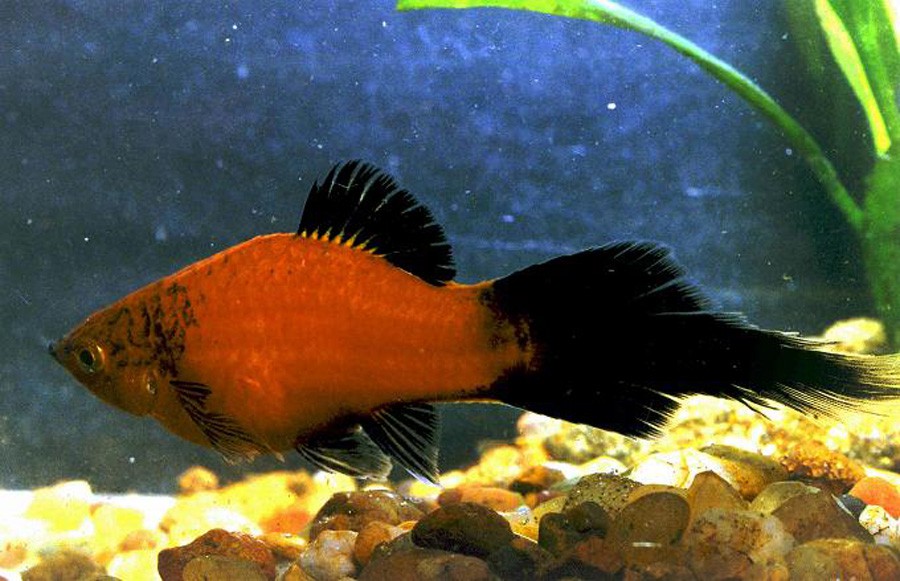 Platy Variado